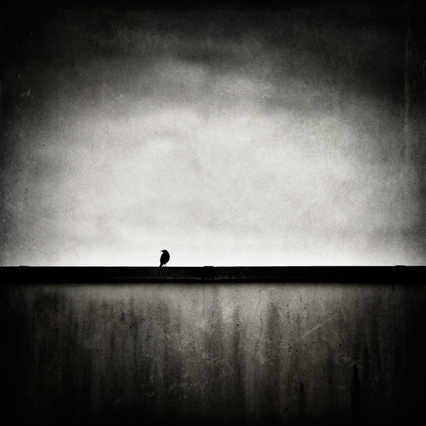 20120208005658_l_oiseau_sur_le_mur 20120208005658_l_oiseau_sur_le_mur