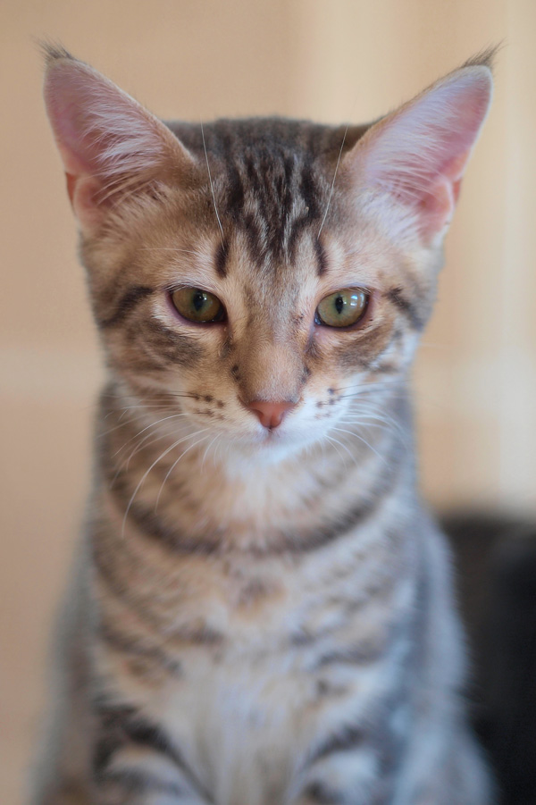 20120208193848_chat3 20120208193848_chat3