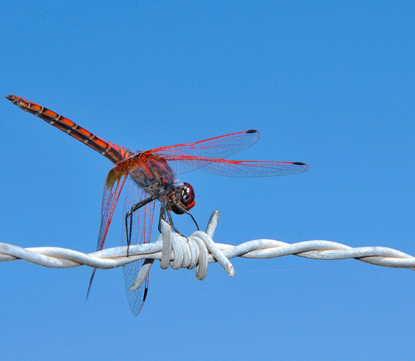 20120209190417_check_point 20120209190417_check_point