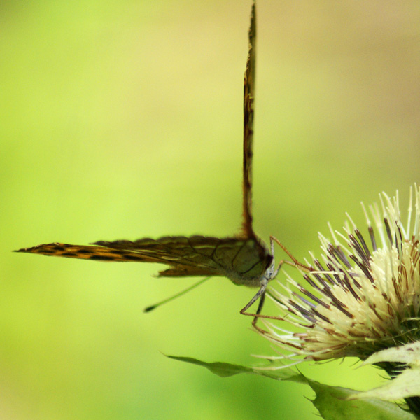 20120208203645_papillon_3 20120208203645_papillon_3