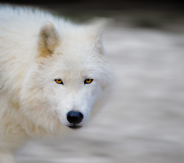 20120208213635_20110123___zoo_servion___arctic_wolf___fabien_heinis 20120208213635_20110123___zoo_servion___arctic_wolf___fabien_heinis
