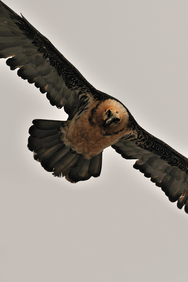 20120208235027_competencephoto_vellemans 20120208235027_competencephoto_vellemans