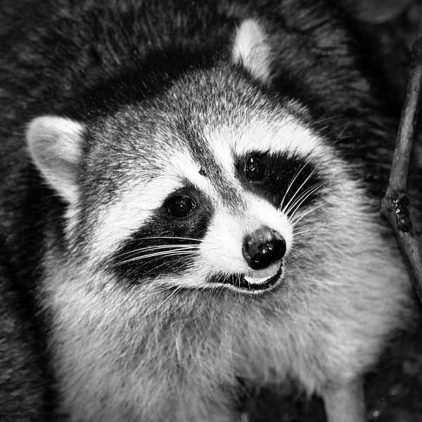 20120209052612_raccoon_guadeloupe 20120209052612_raccoon_guadeloupe