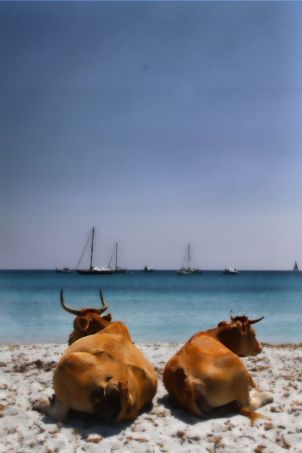 20120209145351_vacho 20120209145351_vacho