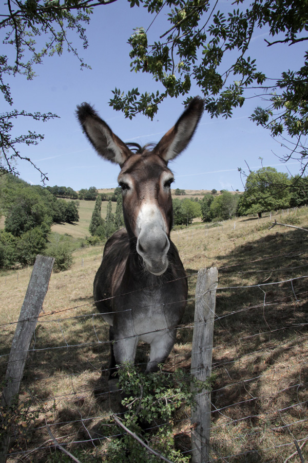 20120209191741_anesse_08_juillet_2011_02 20120209191741_anesse_08_juillet_2011_02