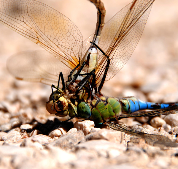 20120209204444_dsc_0602 20120209204444_dsc_0602