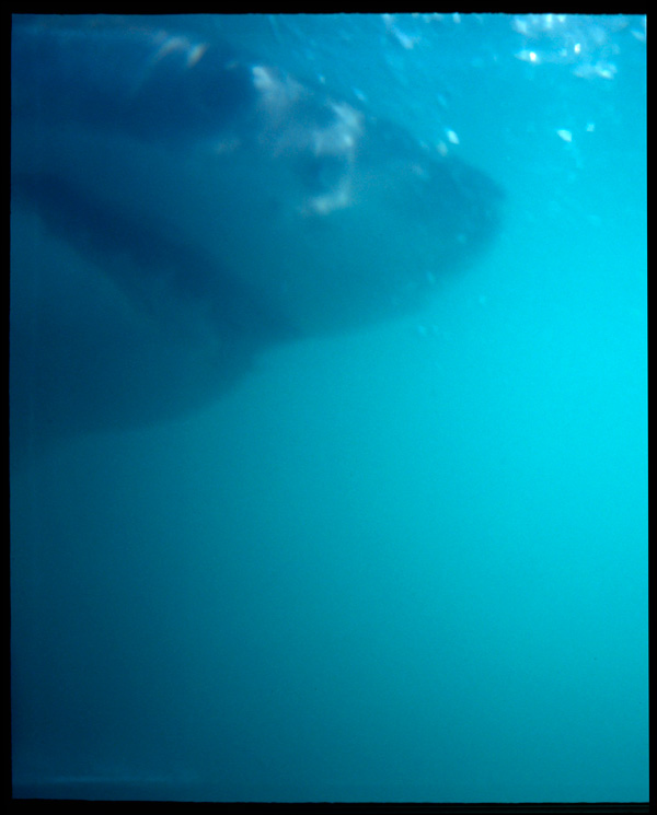 20120209223045_20x30_2011_11_white_shark_a15 20120209223045_20x30_2011_11_white_shark_a15