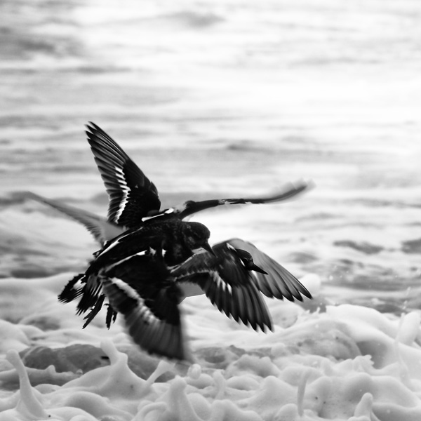 20120209233605_tournepierre_a_collier_final_2 20120209233605_tournepierre_a_collier_final_2