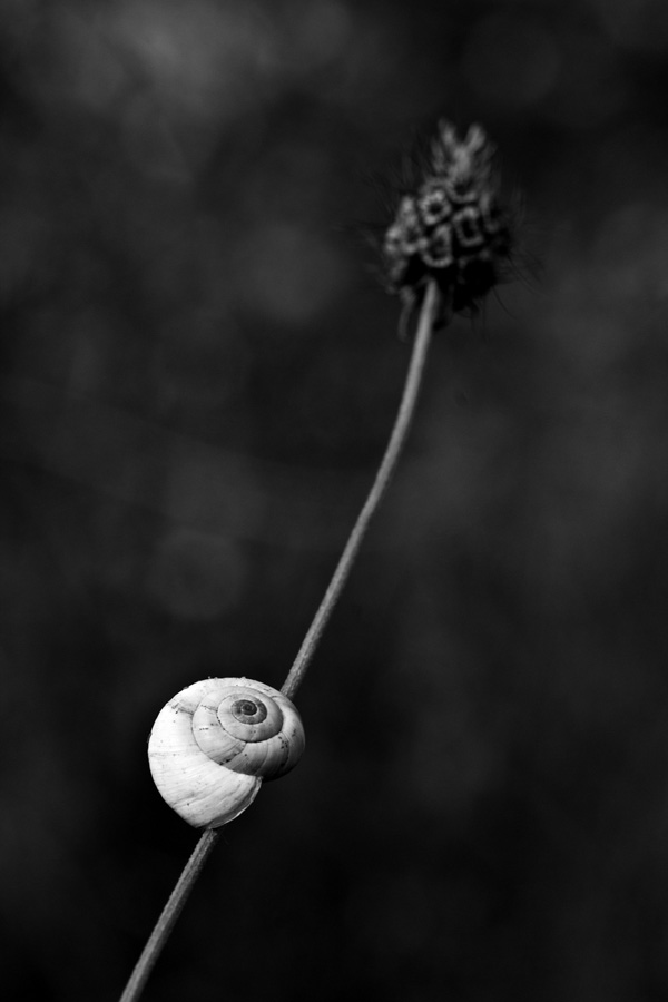 20120208232020_escargot_tige_4 20120208232020_escargot_tige_4