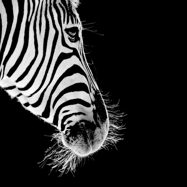 20120208235756_equus 20120208235756_equus