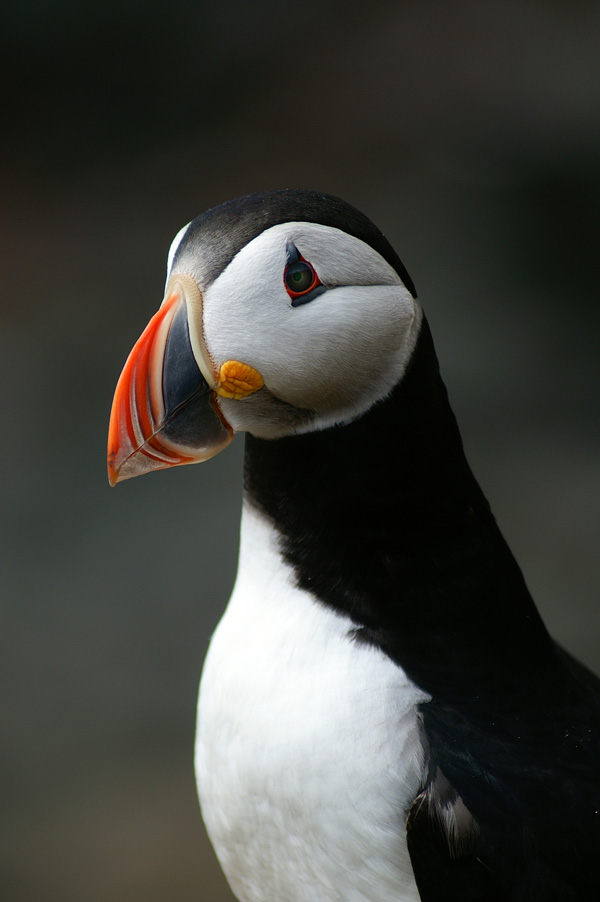 20120209135752_macareuxmoine_sebastienvirth 20120209135752_macareuxmoine_sebastienvirth