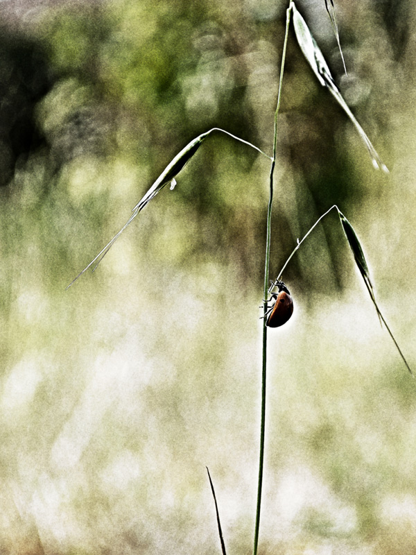 20120209214836_coccinelle1 20120209214836_coccinelle1