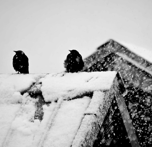 20120209223151_chouka_n_b 20120209223151_chouka_n_b