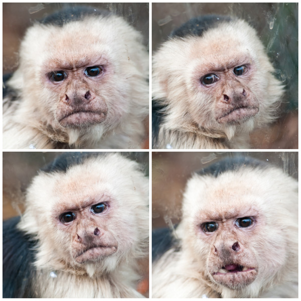 20120210162307_monkey_faces 20120210162307_monkey_faces