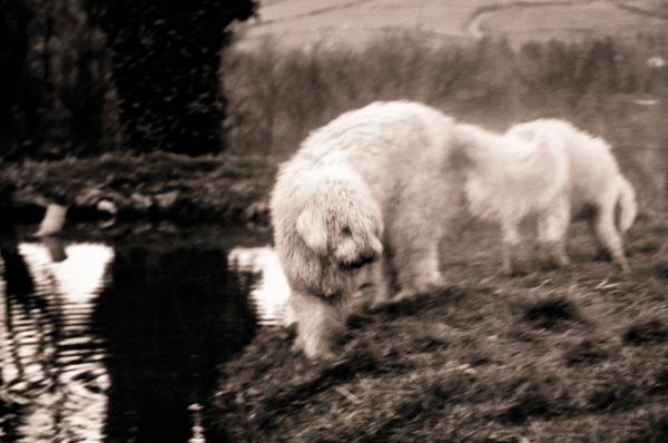 20120211092106_michelsimonpelletier_baboo,komodor 20120211092106_michelsimonpelletier_baboo,komodor