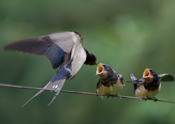 20120211113318_nourrissage_hirondelles_ 20120211113318_nourrissage_hirondelles_