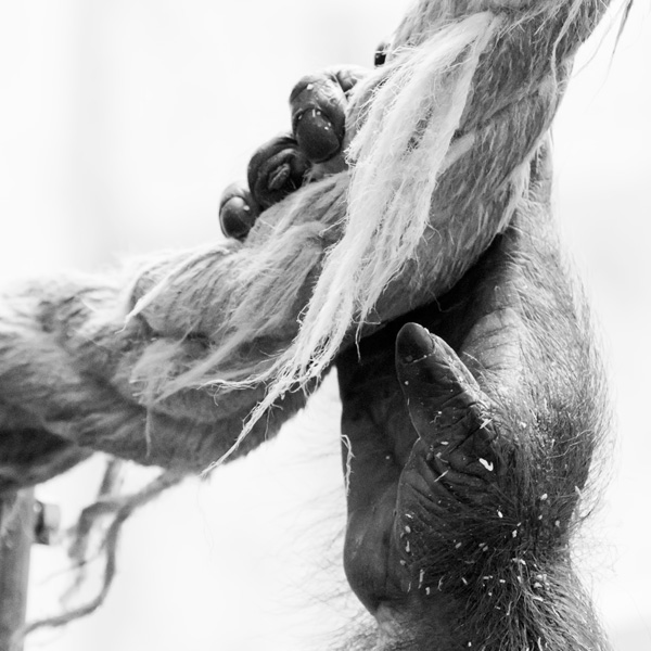 20120212165445_riviere_pascal___pouce 20120212165445_riviere_pascal___pouce