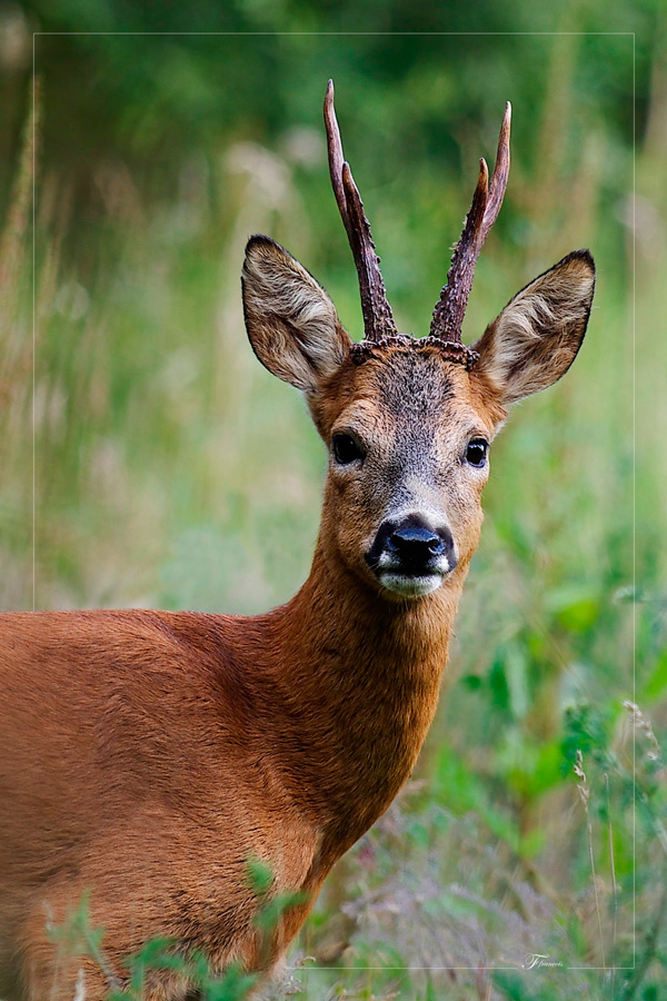 20120210090426____chevreuil 20120210090426____chevreuil