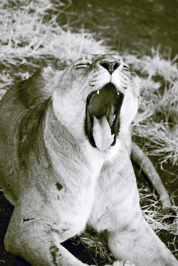 20120210094144_mon_lion 20120210094144_mon_lion