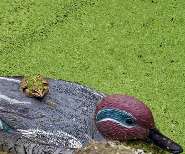 20120210105430_camouflage_ 20120210105430_camouflage_