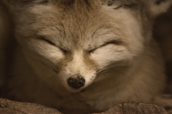 20120210123355_fennec 20120210123355_fennec