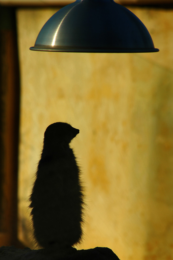 20120210130907_suricate 20120210130907_suricate