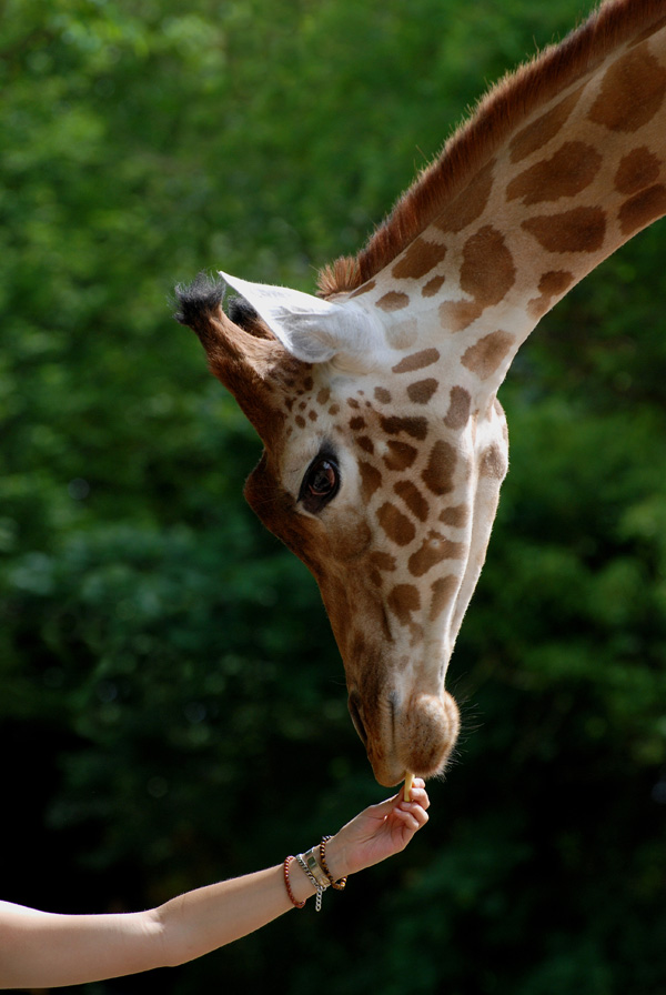 20120210184847_touroparc__2__juin_2010_350__girafe___courbe 20120210184847_touroparc__2__juin_2010_350__girafe___courbe