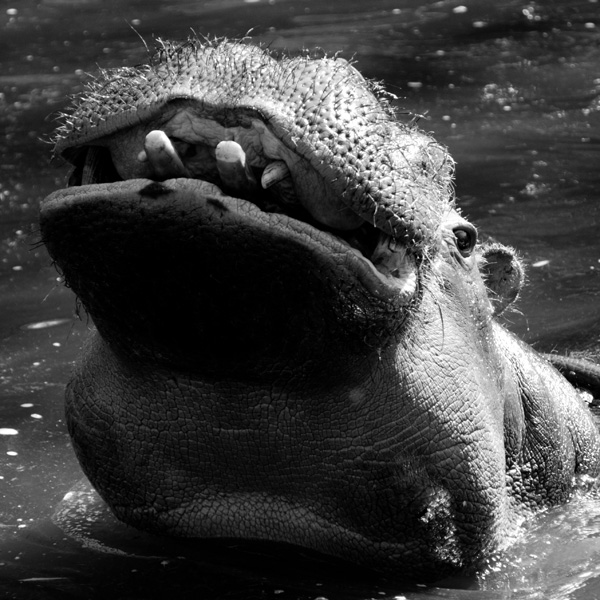 20120210221958_hippo_carre 20120210221958_hippo_carre