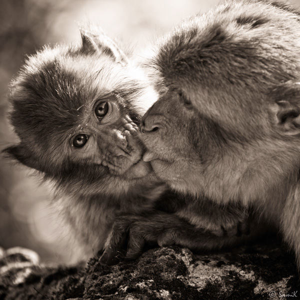 20120211111928_samik_4219 20120211111928_samik_4219