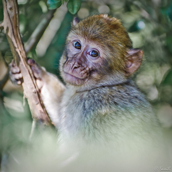 20120211112437_samik_4200 20120211112437_samik_4200