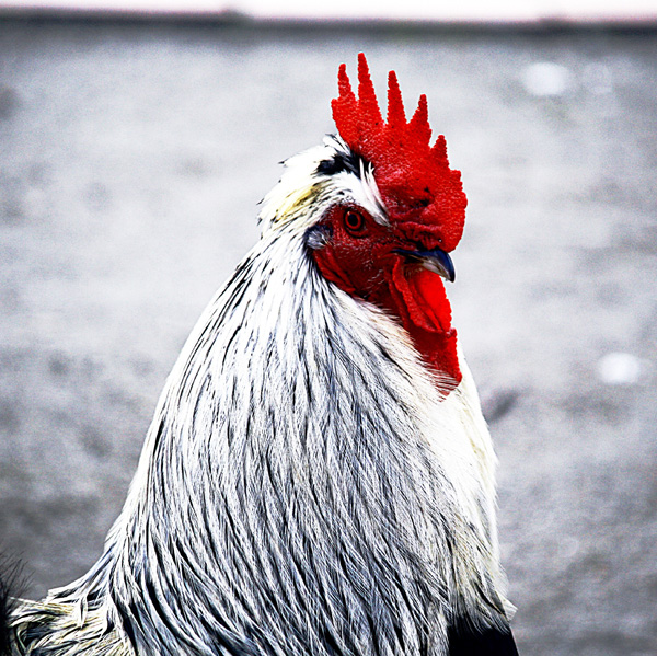 20120211235939_punk 20120211235939_punk