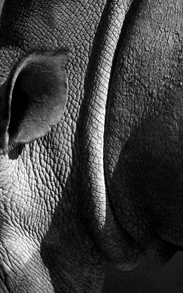 20120212122448_rhino_vertical 20120212122448_rhino_vertical