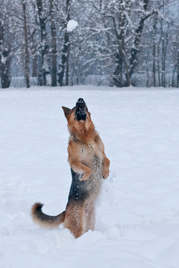 20120212141734_bandit 20120212141734_bandit