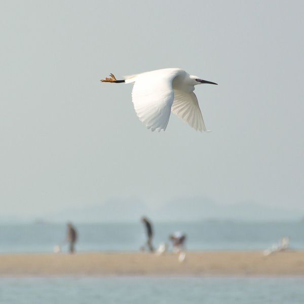 20120212192016_grandemareeesm20mars_2011 20120212192016_grandemareeesm20mars_2011