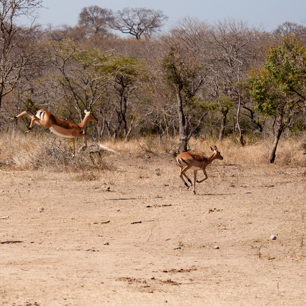 20120212204940_caropanhardcompetencephotos_fevrier2012___finale 20120212204940_caropanhardcompetencephotos_fevrier2012___finale