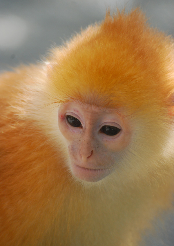 20120212223206_animal___call_me_ginger 20120212223206_animal___call_me_ginger