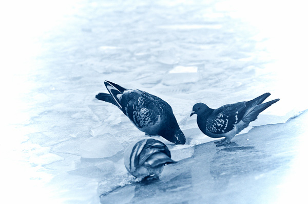 20120212224126_pigeonbwdxofp_dxofp 20120212224126_pigeonbwdxofp_dxofp