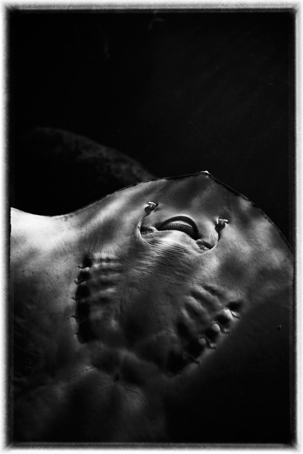 20120210150557_9594_portraie 20120210150557_9594_portraie