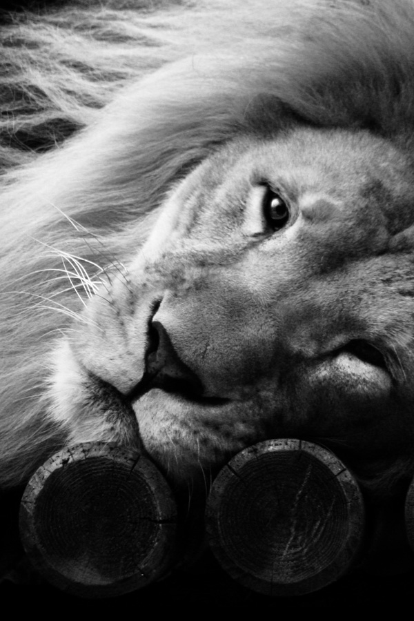 20120211185402_lion_competences 20120211185402_lion_competences