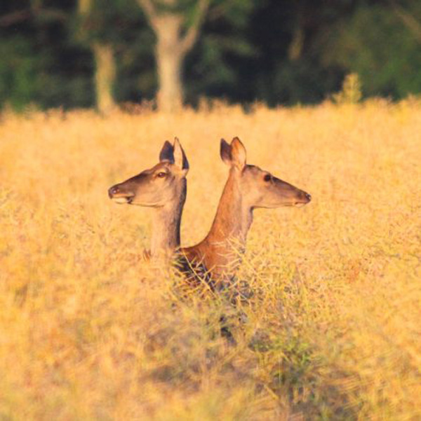 20120212160452_biche_a_2_tetes 20120212160452_biche_a_2_tetes