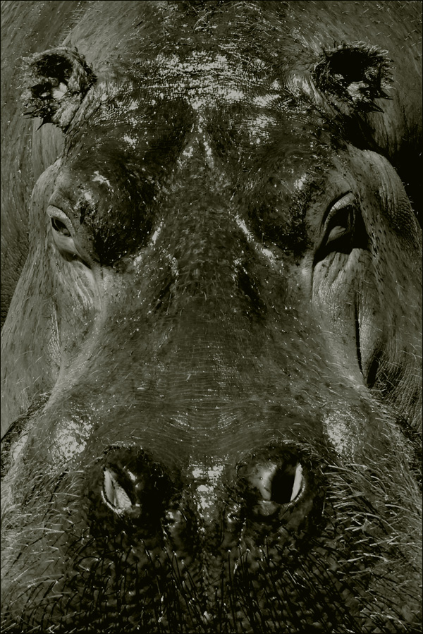 20120212200034_l_hippopotame 20120212200034_l_hippopotame