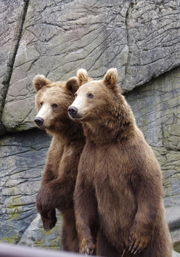 20120212195607_duo_d_ours