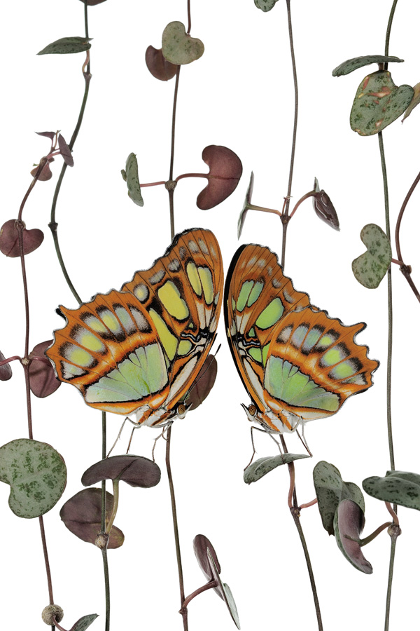 20120212183551_siproeta_steneles_hanashikomu_ 20120212183551_siproeta_steneles_hanashikomu_