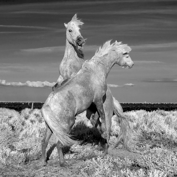20120210212645_affrontement_equestre 20120210212645_affrontement_equestre