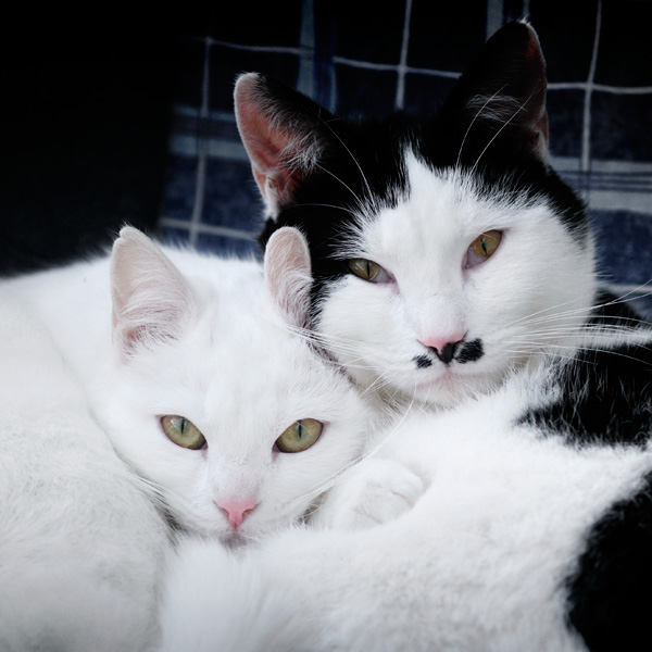 20120213143324_les_predateurs 20120213143324_les_predateurs