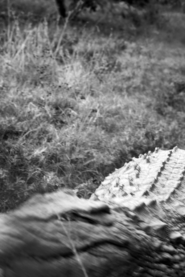 20120213181158_croc 20120213181158_croc