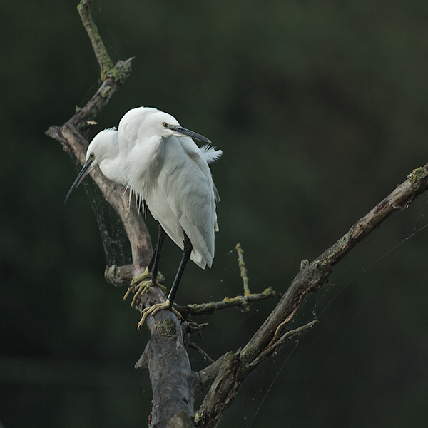 20120213100409_imgp1554 20120213100409_imgp1554