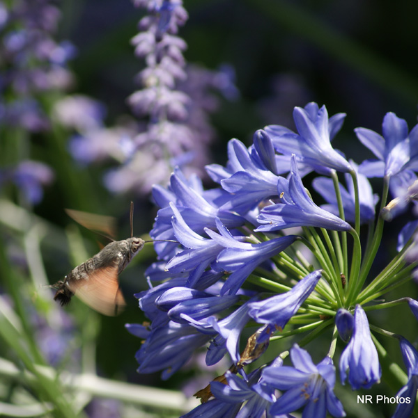 20120213102101_colibri 20120213102101_colibri