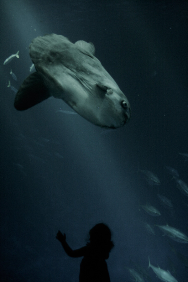 20120213112511_valentine_levy 20120213112511_valentine_levy