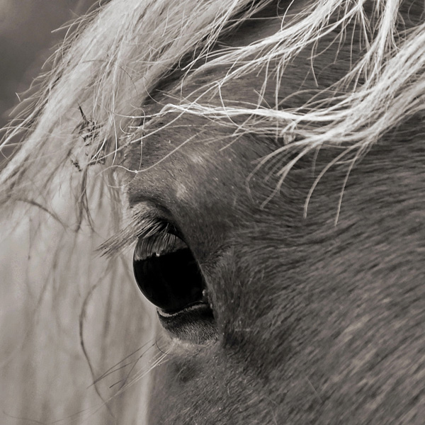 20120213152323_reflet_dans_un_oeil 20120213152323_reflet_dans_un_oeil